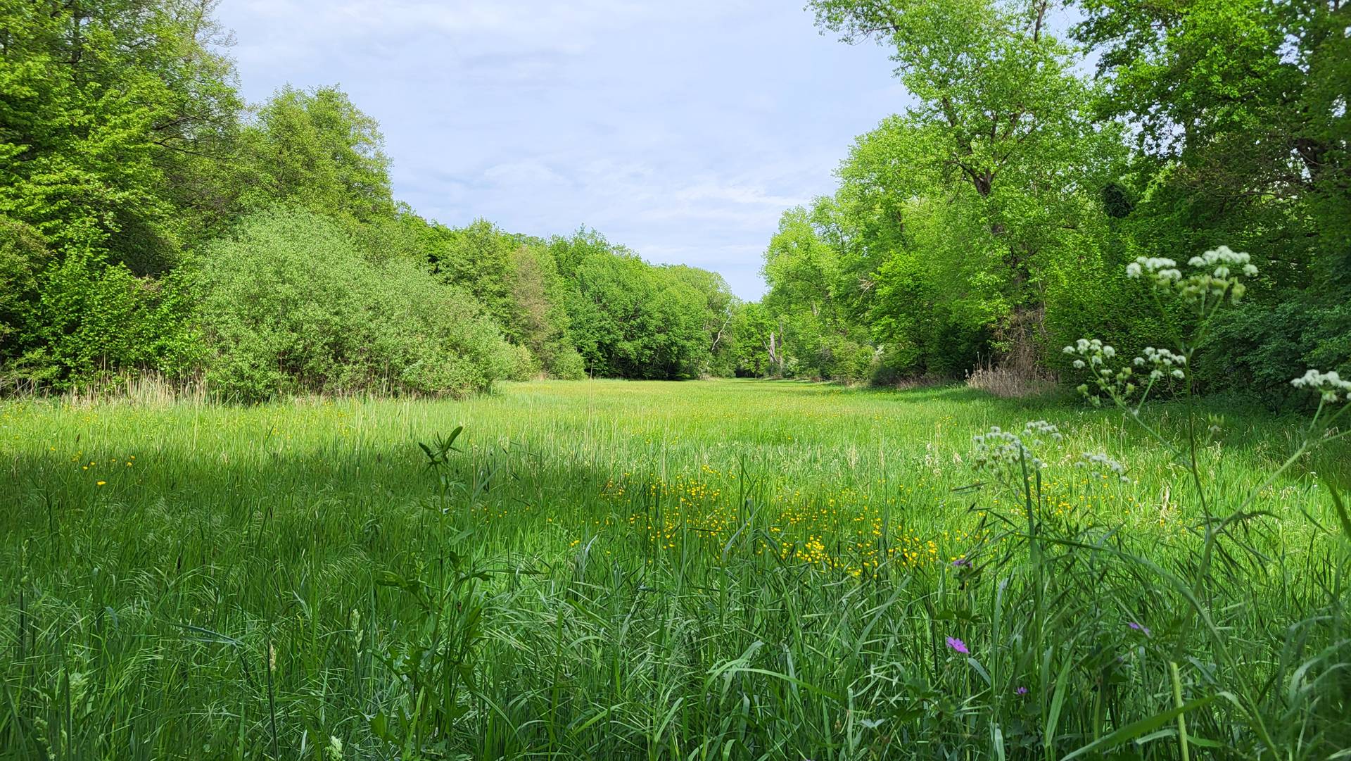 Im Speyrer Wald