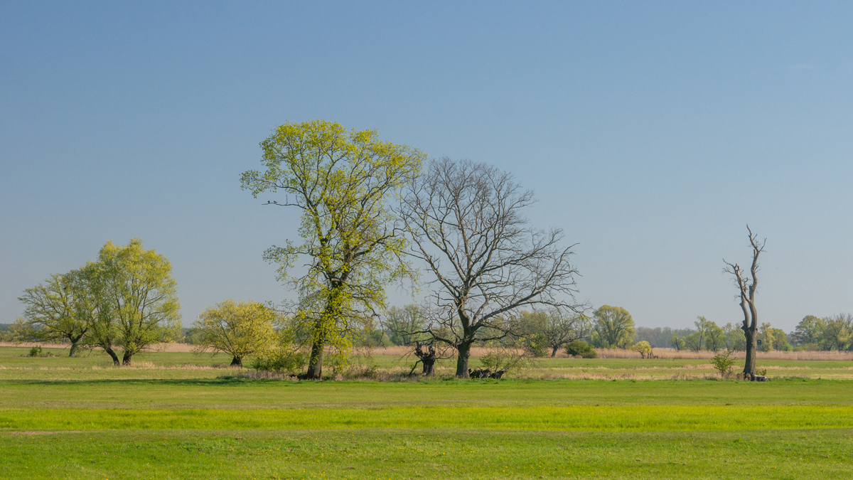 Auwiesen im Havelland