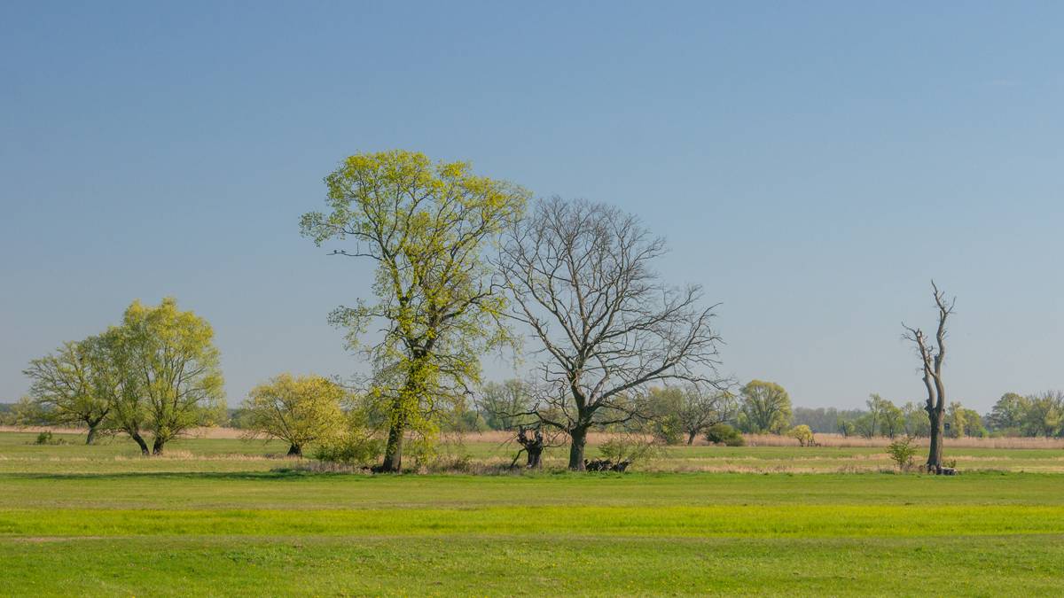 Auwiesen im Havelland